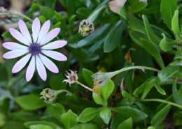 Kleine Blumen im Beet
