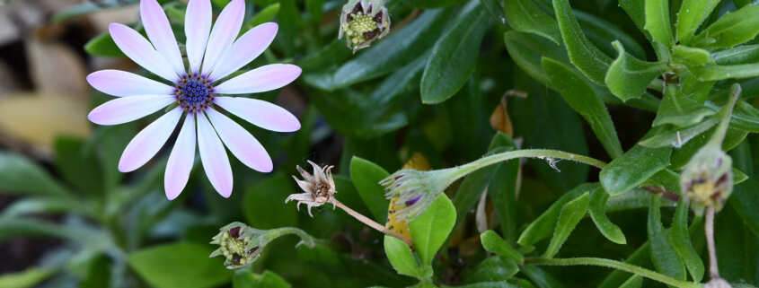 Kleine Blumen im Beet