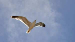 Möve - Bildausschnitt